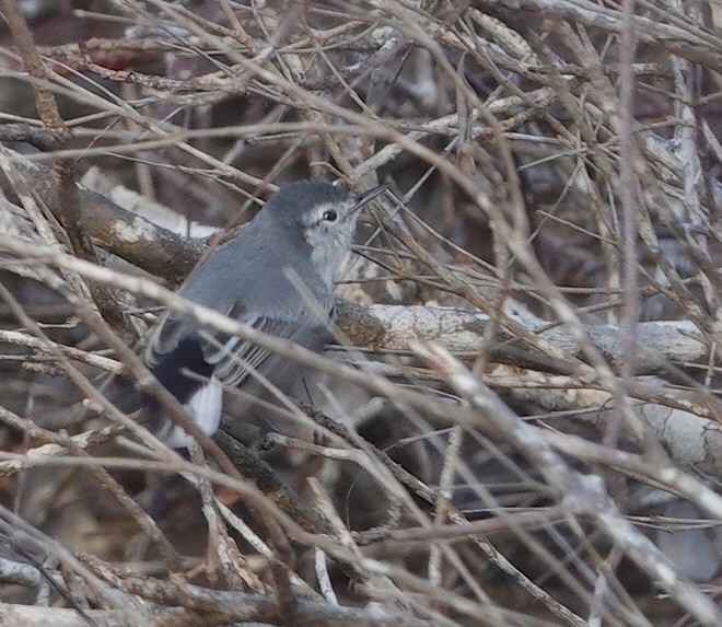 White-browed Gnatcatcher - ML646915911