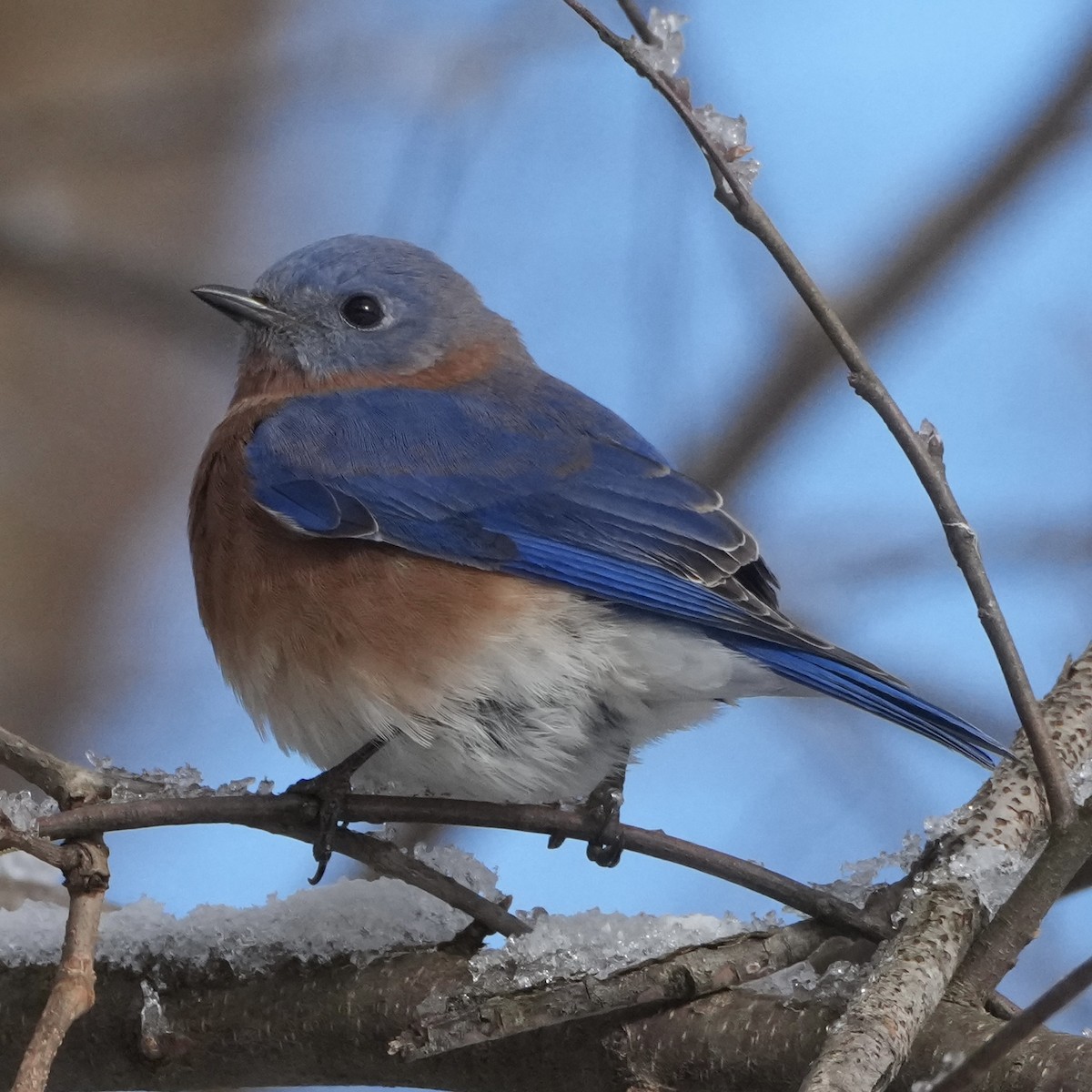 Azulejo Oriental - ML646915912