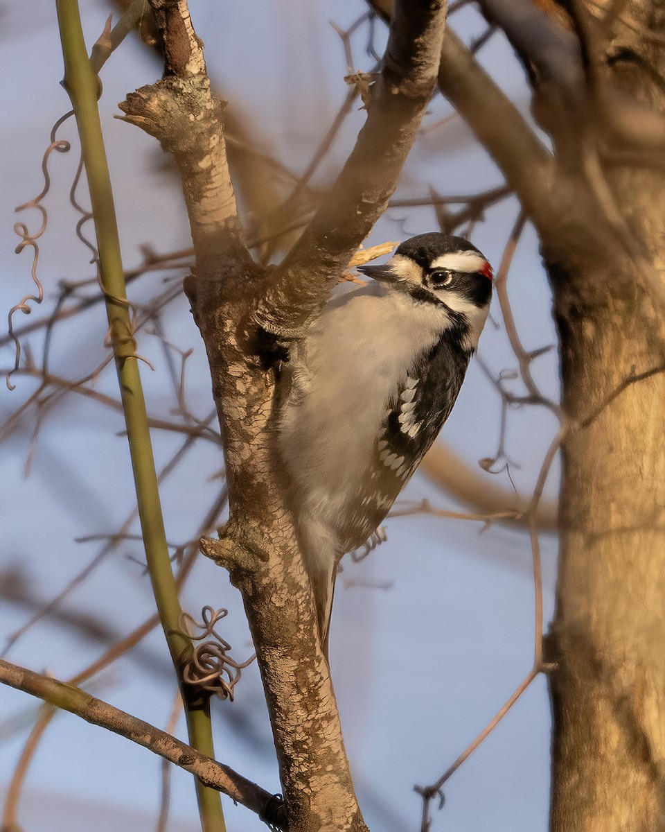 Pico Pubescente - ML646915913