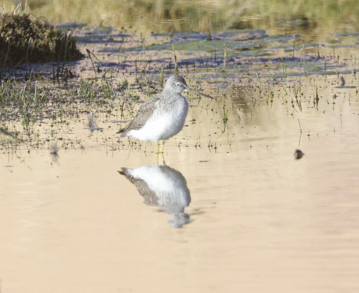 Archibebe Patigualdo Grande - ML646915917