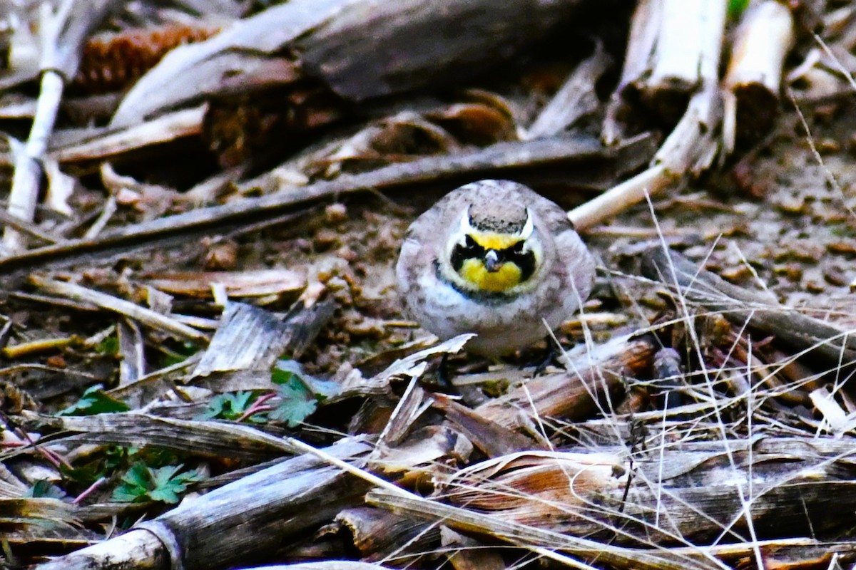 Horned Lark - ML646915921