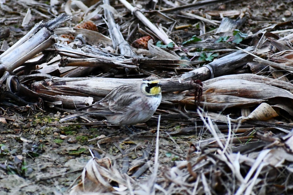 Horned Lark - ML646915922