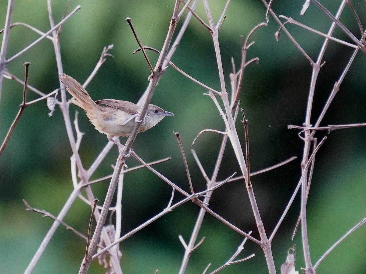 Blasskehl-Bündelnister - ML646915923