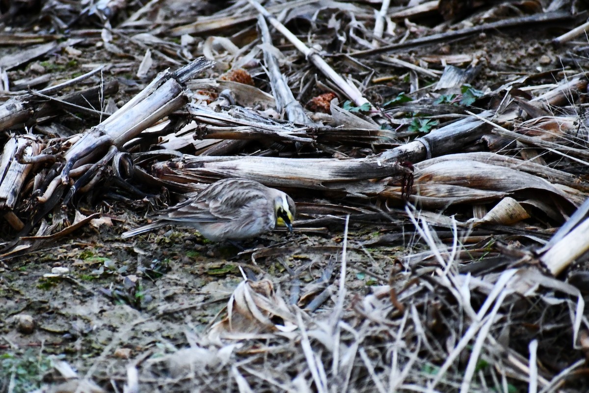 Horned Lark - ML646915924