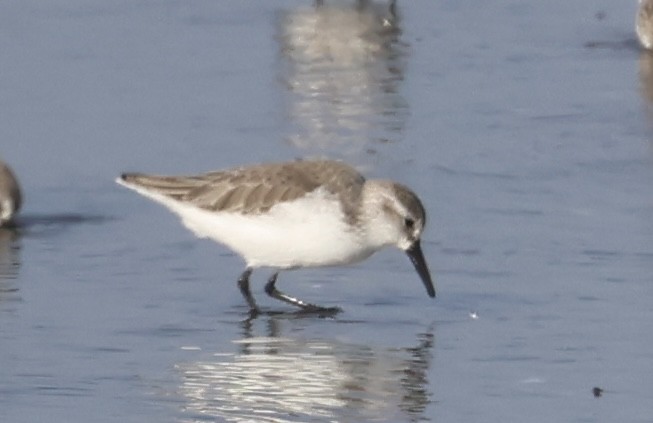 Alaska Kumkuşu - ML646915926