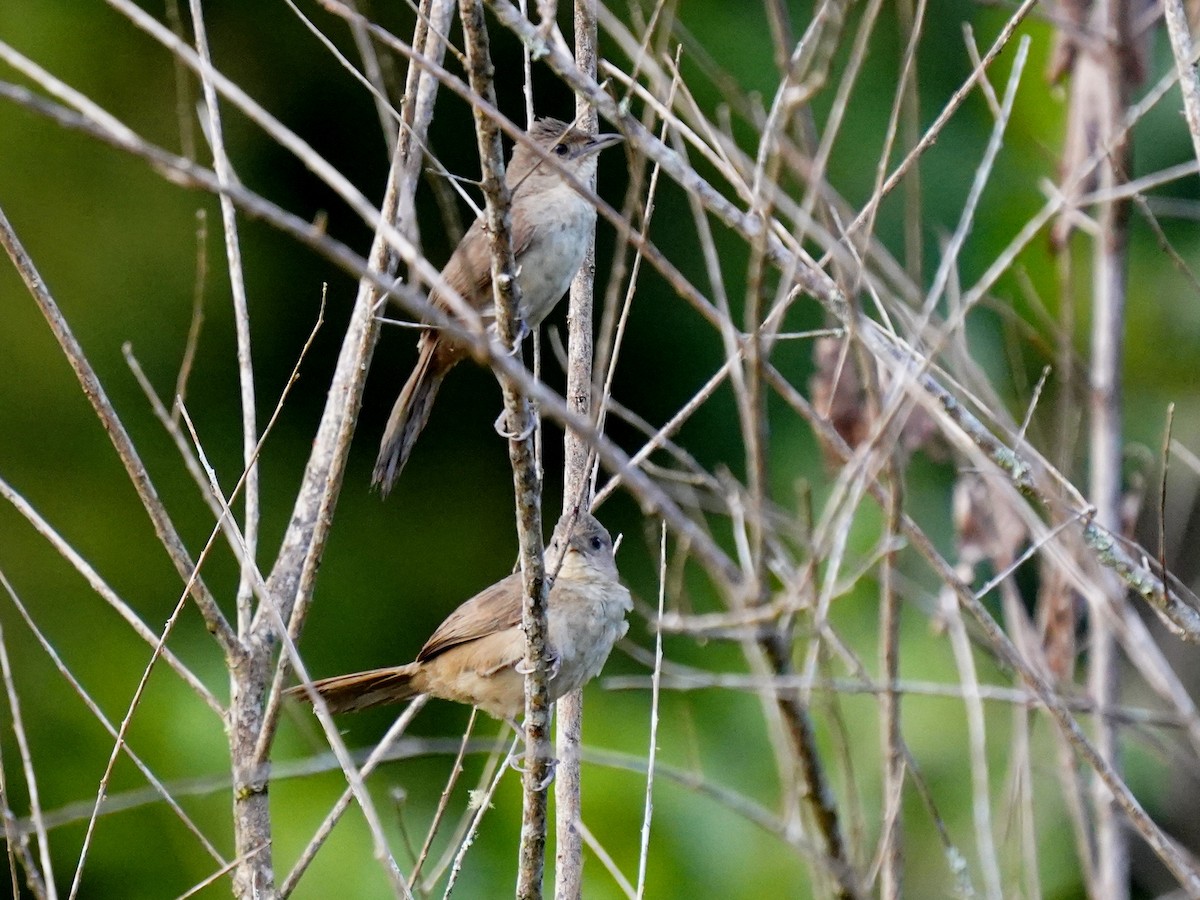 Blasskehl-Bündelnister - ML646915927