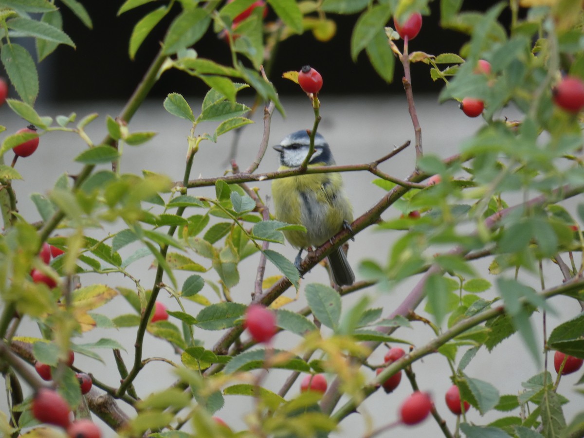 Eurasian Blue Tit - ML646915928