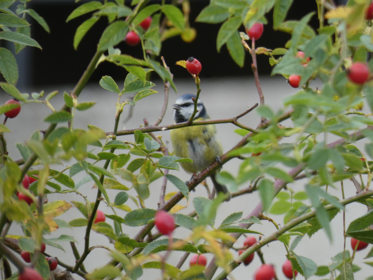 Eurasian Blue Tit - ML646915929