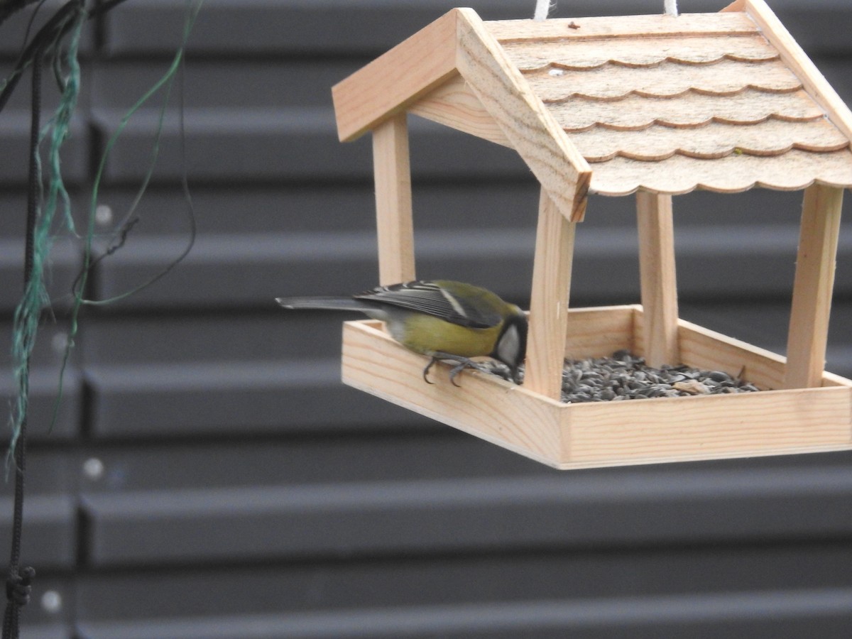 Büyük Baştankara - ML646915931