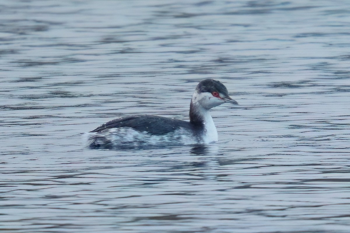 Horned Grebe - ML646915932