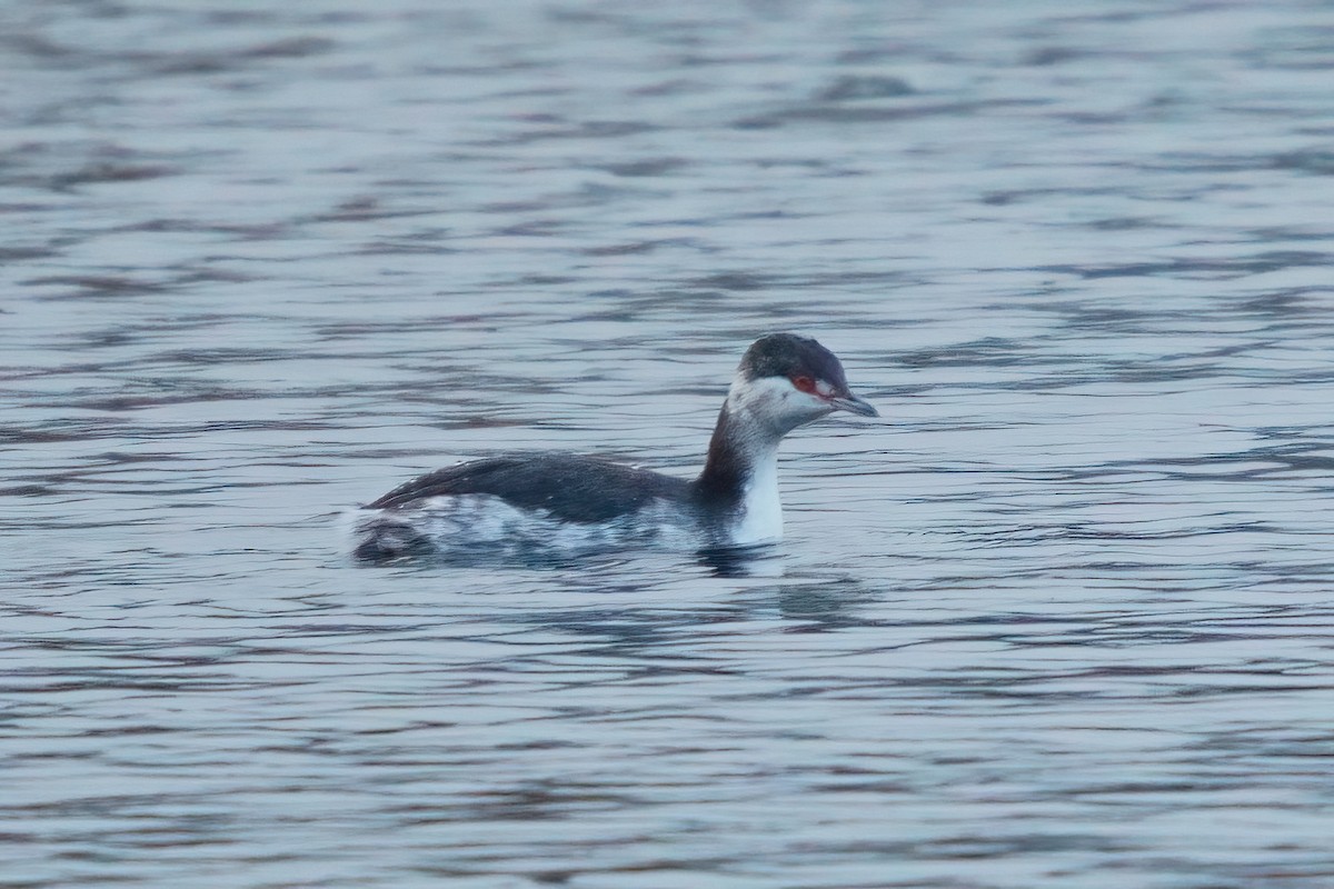 Horned Grebe - ML646915933