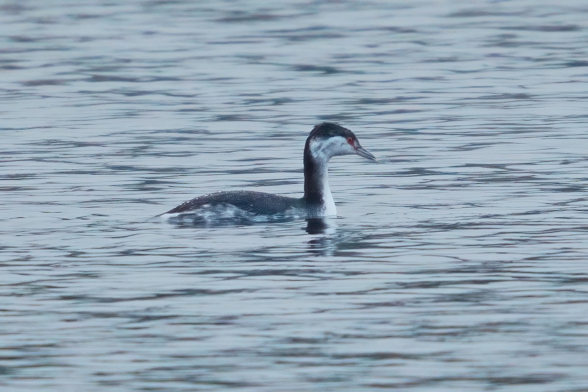 Horned Grebe - ML646915934