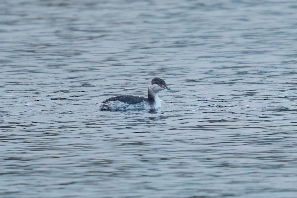 Horned Grebe - ML646915935