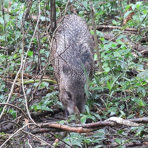 Animals - ML646915939