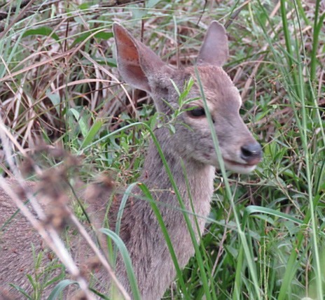 Animals - ML646915940