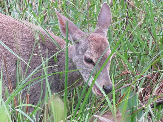 Animals - ML646915941