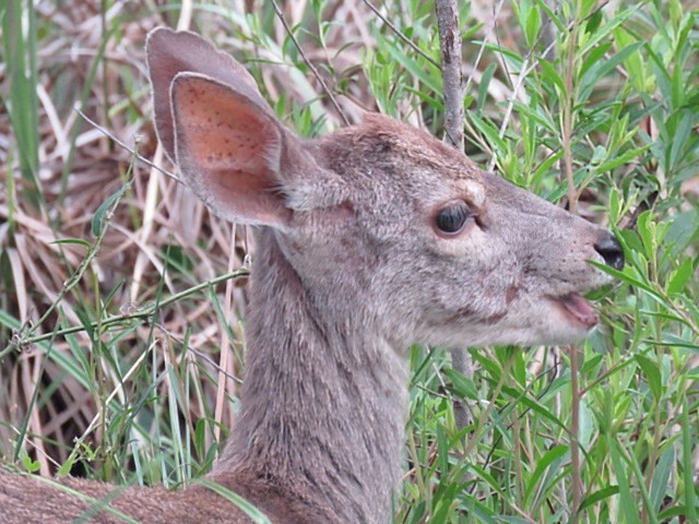 Animals - ML646915942