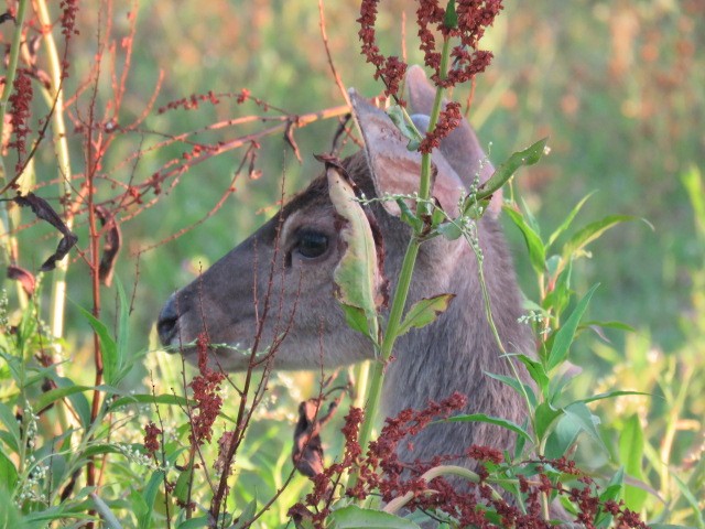 Animals - ML646915943