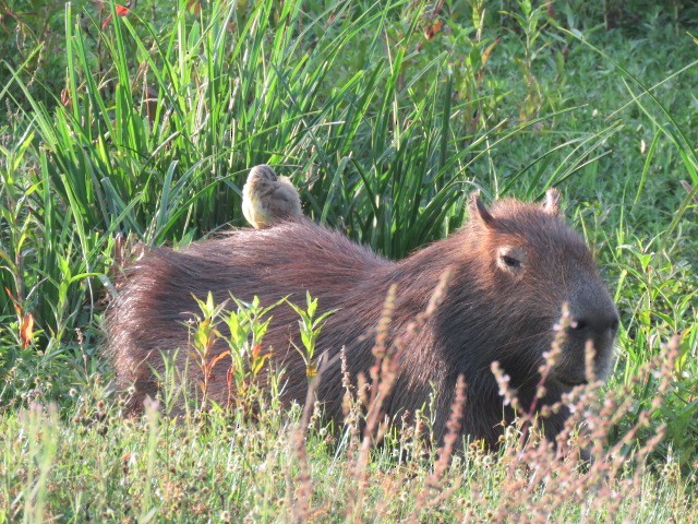 Animals - ML646915944