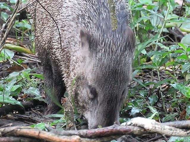 Animals - ML646915945