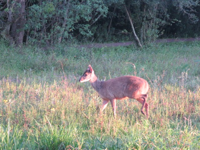 Animals - ML646915946