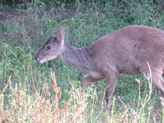 Animals - ML646915947