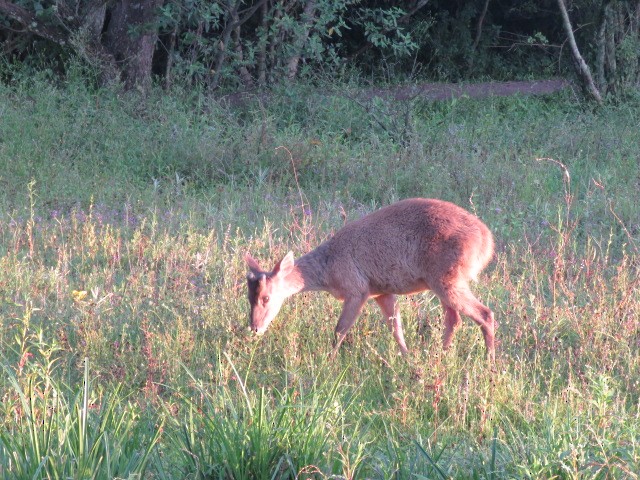 Animals - ML646915948