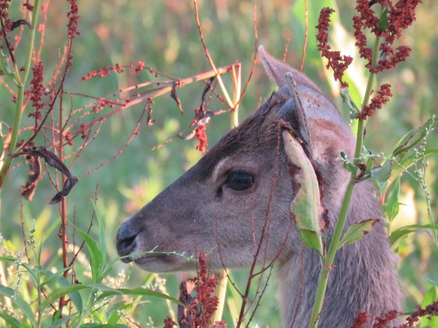 Animals - ML646915949