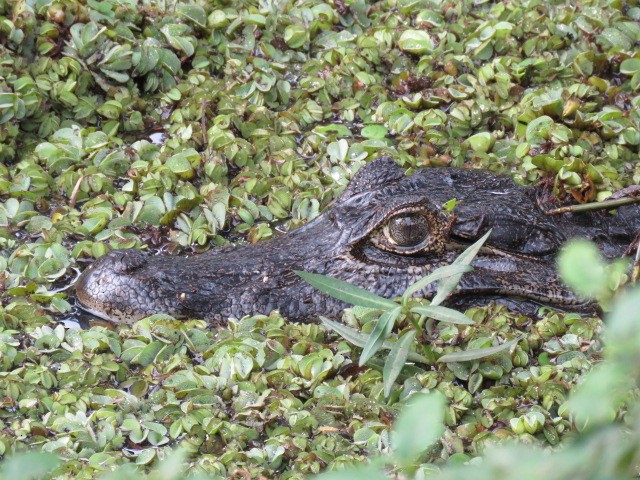 Animals - ML646915950