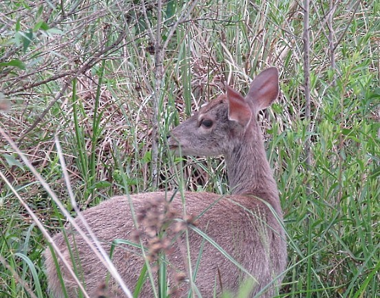 Animals - ML646915951