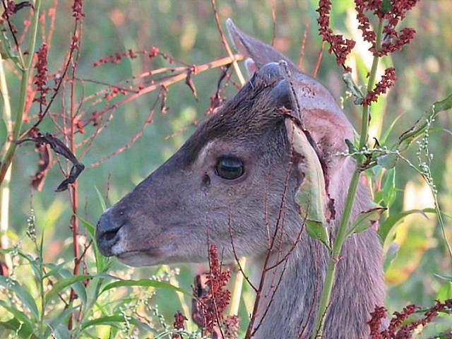 Animals - ML646915952