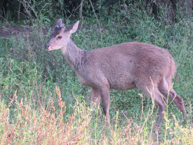 Animals - ML646915953