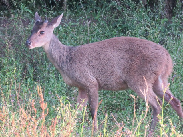 Animals - ML646915954