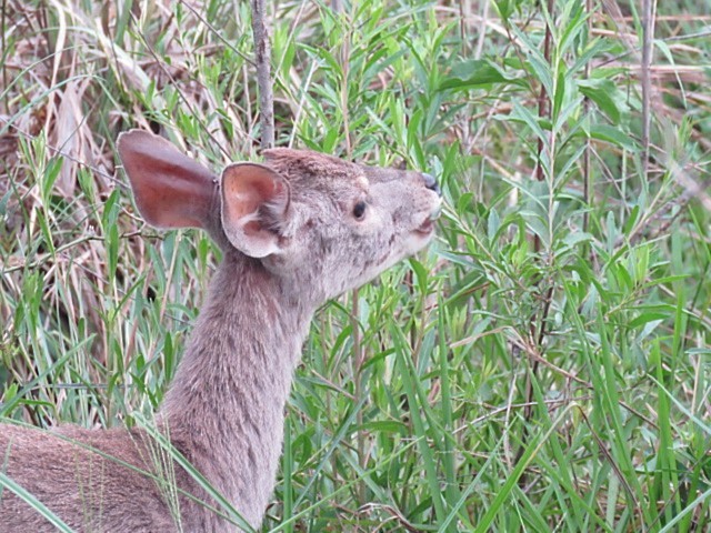 Animals - ML646915955