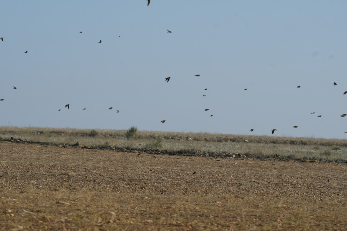 クロエリコウテンシ - ML646915956