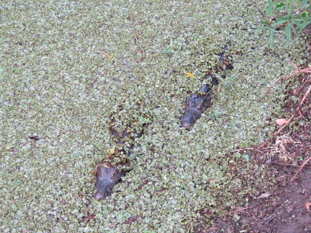 Animals - ML646915957