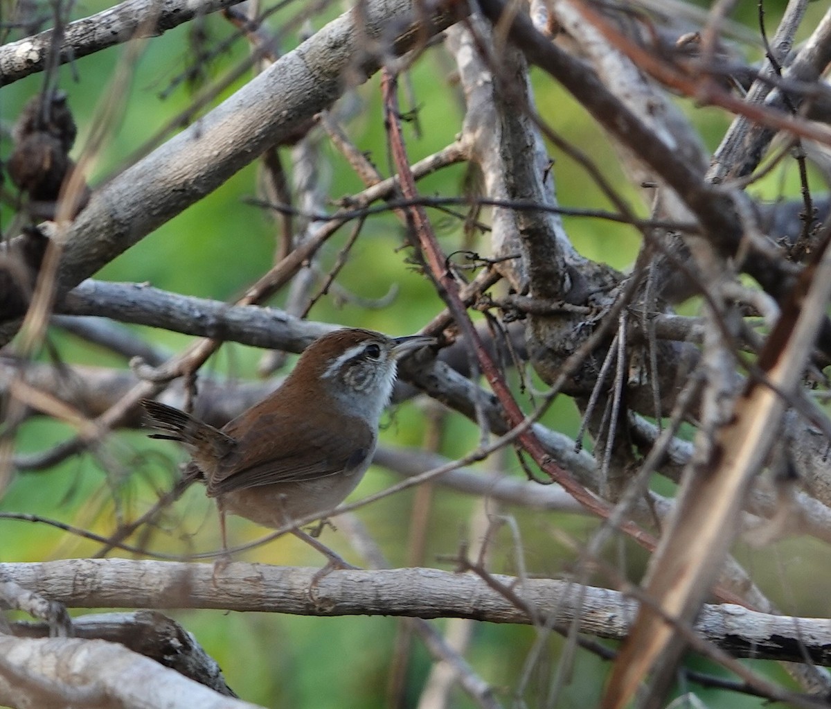 White-bellied Wren - ML646915958