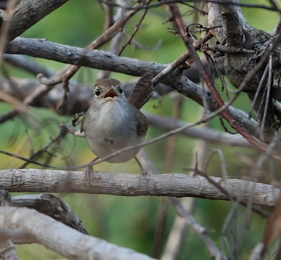 White-bellied Wren - ML646915959