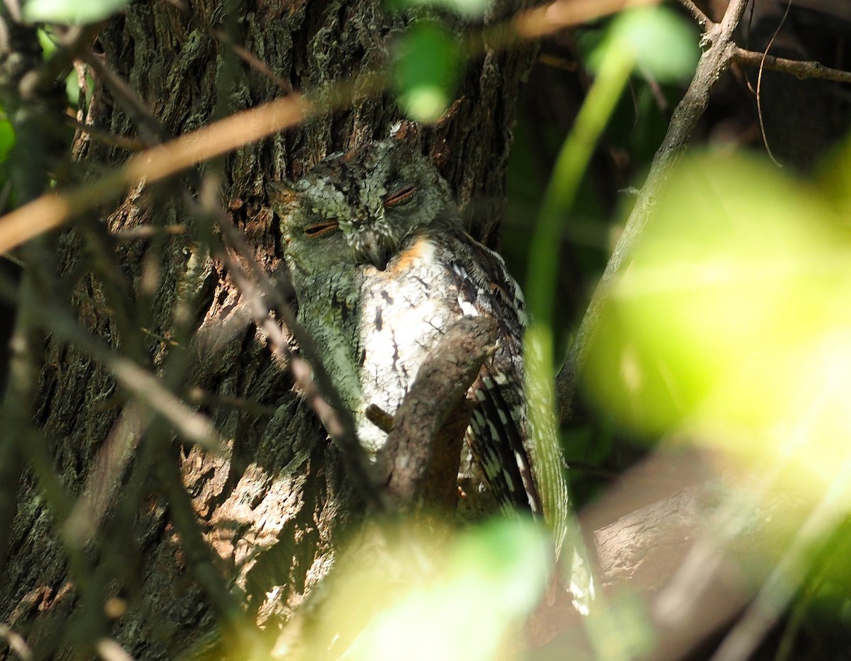 výreček africký - ML646915960