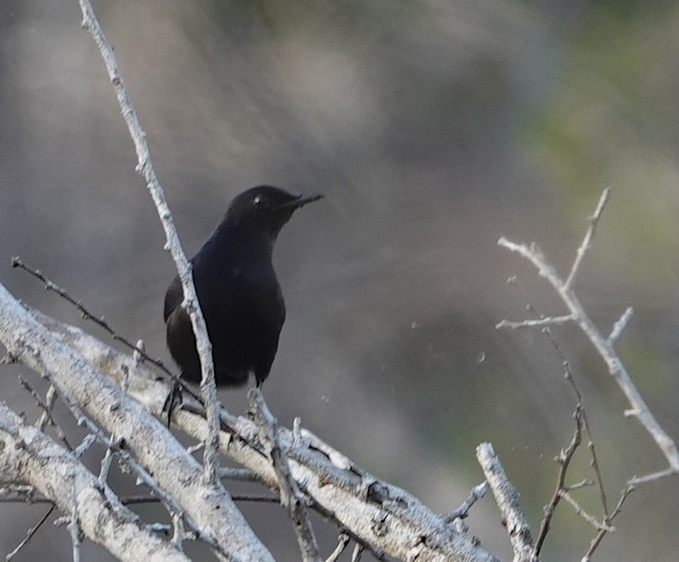 Black Catbird - ML646915966
