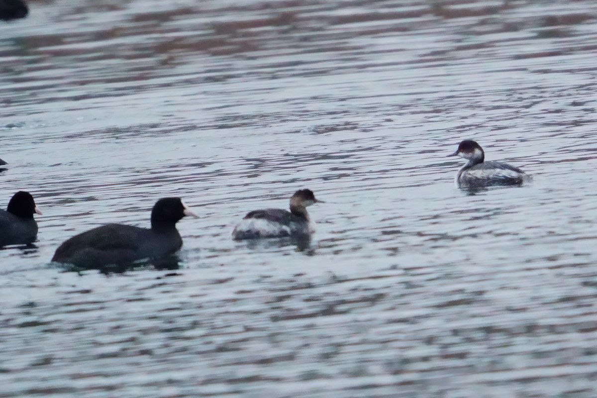 Eared Grebe - ML646915974