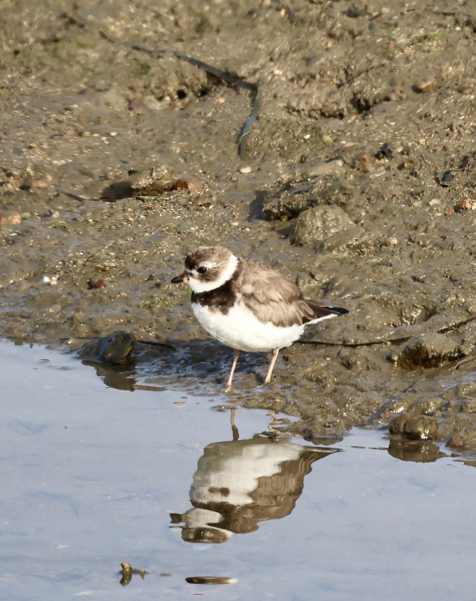 Perdeli Cılıbıt - ML646915980