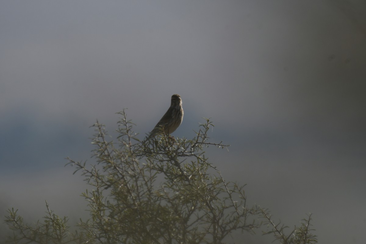 Eurasian Linnet - ML646915981