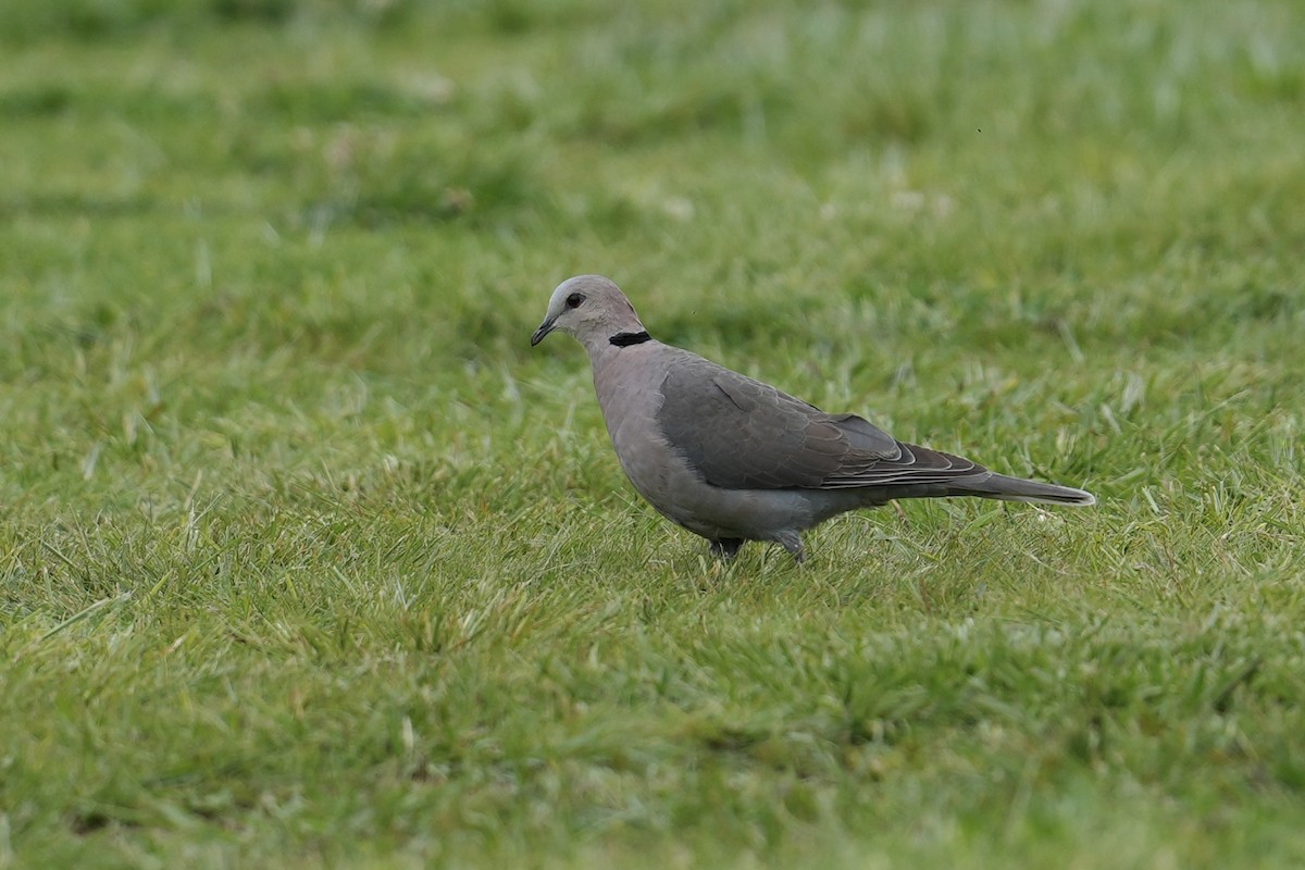 Red-eyed Dove - ML646915982