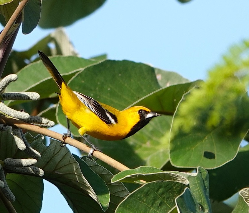 Orange Oriole - ML646915998