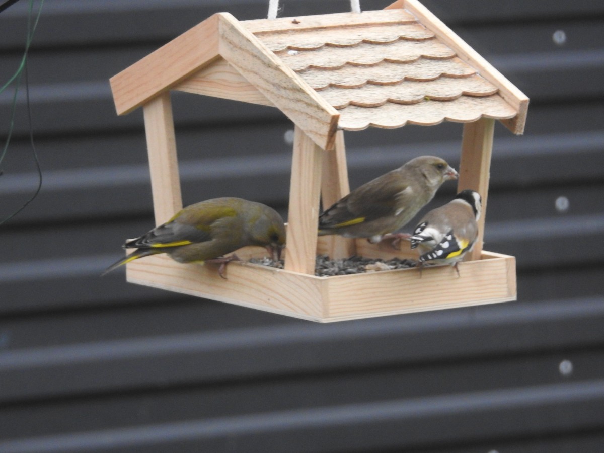 Florya - ML646916006