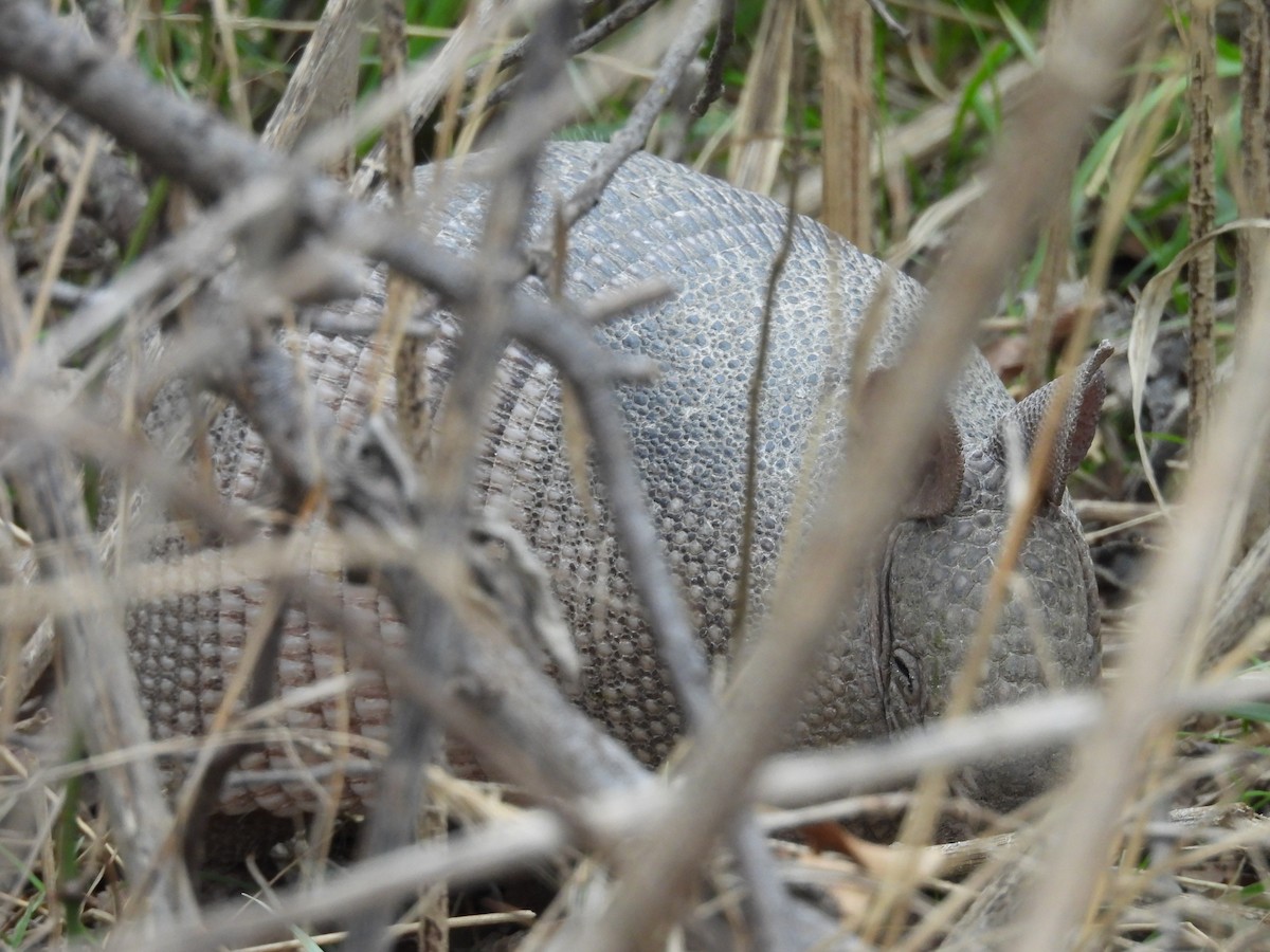 Nine-banded Armadillo - ML646916015