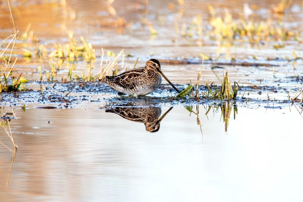 Common Snipe - ML646916018