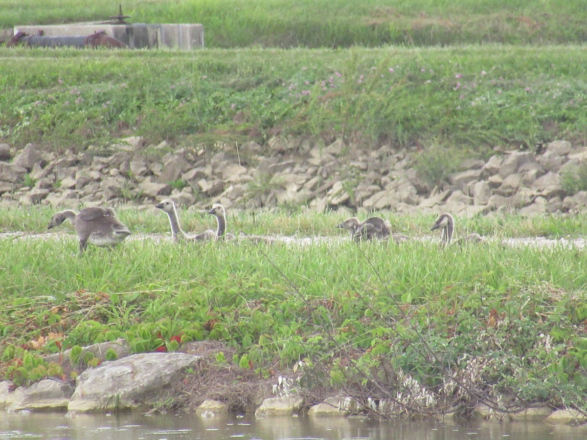 Canada Goose - ML646916025