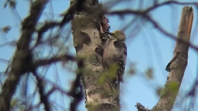 White-backed Woodpecker - ML646916026